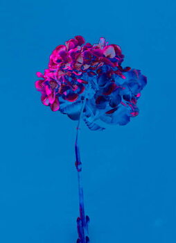 Canvas Print Hydrangea 2, 2019