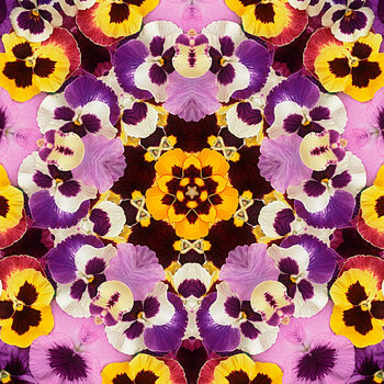 Canvas Print Pansy Mandala