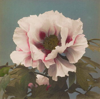 Canvas Print Tree Paeony, 1896