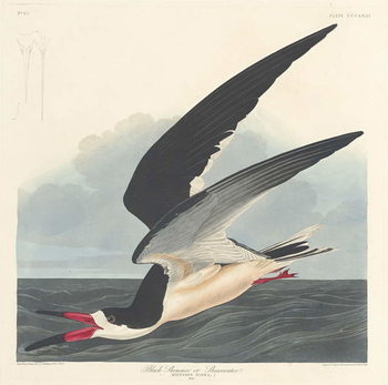 Schilderij op canvas Black Skimmer, 1836