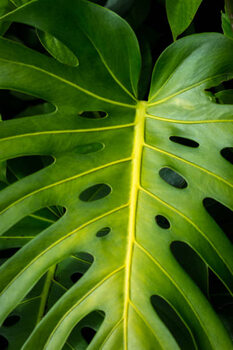 Schilderij op canvas Green leaf with holes
