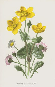 Schilderij op canvas Marsh Marigold and Daisy