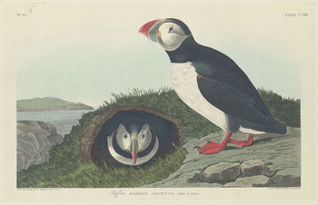 Obraz na plátne Puffin, 1834