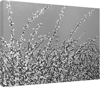 Simon Fairless - Early Blossom Canvas