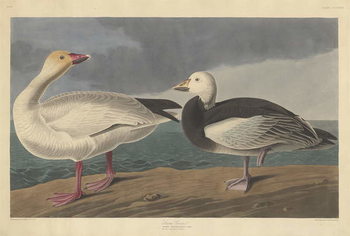 Obraz na plátne Snow goose, 1837