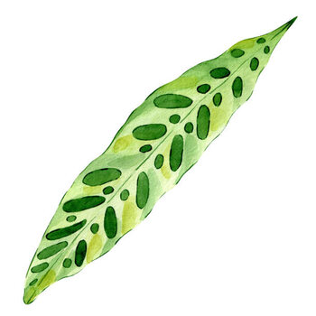 Schilderij op canvas Watercolor hand painted green tropical leaves,