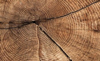 Carta da parati Anelli Crescita Tronco Albero