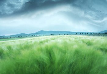 Carta da parati  Barley Field