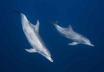 Carta da parati  Bottlenose Dolphins