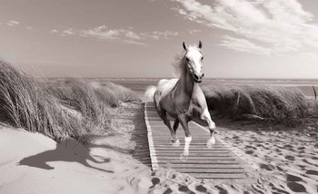 Carta da parati Cavallo Bianco Grigio Spiaggia