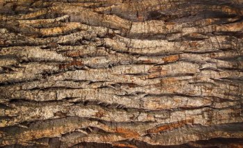 Carta da parati Corteccia Albero