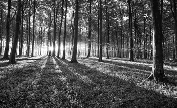 Carta da parati Foresta Alberi Fascio di Luce Natura