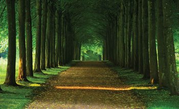 Carta da parati Percorso Naturale Alberi Foresta
