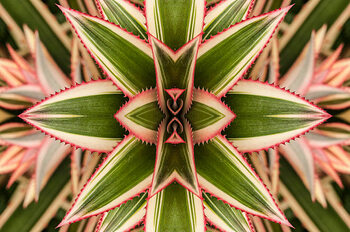 Samolepka Close-up of variegated leaves of an