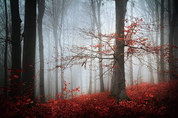 Cuadro en vidrio Forest - Red Forest