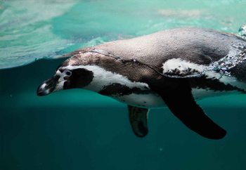 Cuadro en vidrio  Pingu