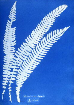Obraz na plátně Cyanotype of a British fern, 1853