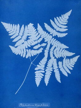 Schilderij op canvas Cyanotype of Polypodium dryopteris, 1853