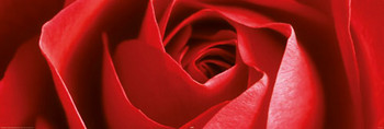 Red rose Dørplakater
