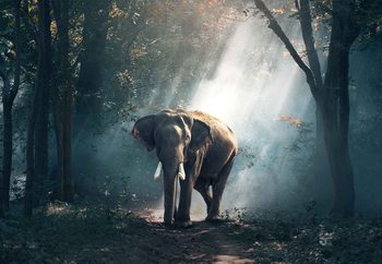 Картина у склі Elephant Path