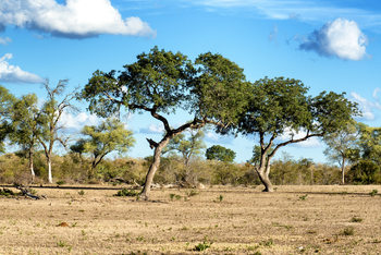Exklusiva konstfoton Savannah Landscape