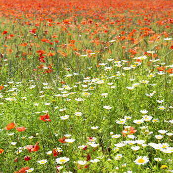 Exklusiva konstfoton Spring Flowers