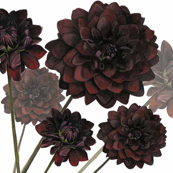 Behang Arabian Night, 2004