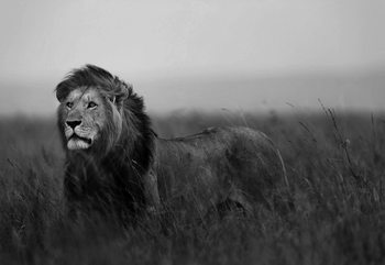 Black And White Lion Fotobehang