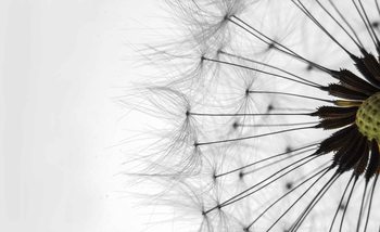 Dandelion Fotobehang