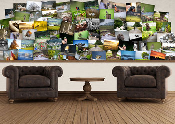 Dieren Fotobehang