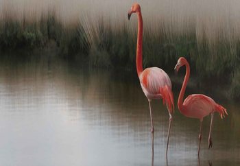 Flamingos On The Lake Fotobehang