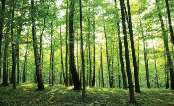 Forest Trees Green Nature Fotobehang