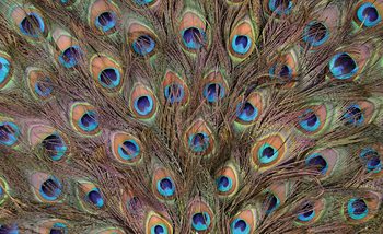 Peacock Feathers Fotobehang