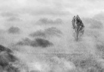 Swamp's Tree Fotobehang