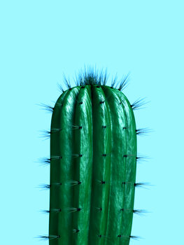 Ilustracja cactus1