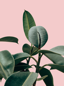 Illustrazione pinkpalm2