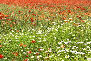 Ekskluzivna fotografska umetnost Spring Flowers