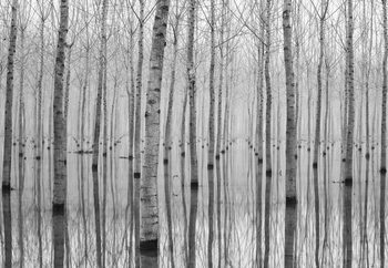 Fotomural  Birch Forest
