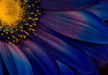 Fotomural Blue Rays