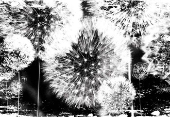 Fotomural  Diente de leon blanco y negro