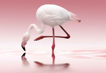 Fotomural  Flamingo