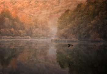 Fotomural  Flying Reflection