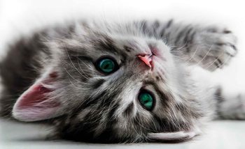 Fotomurale  Gatito
