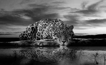 Fotomural  Leopard Feline Reflection Negro