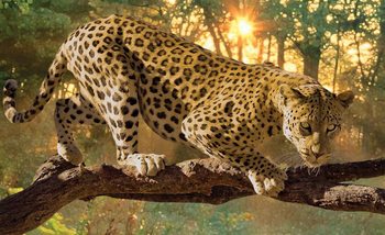 Fotomural  Leopardo
