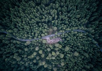 Fotomural  Road Through The Forest
