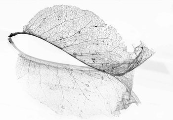 Fotomural The Old Leaf