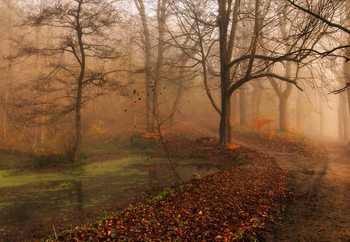 Fotomural  Which Path