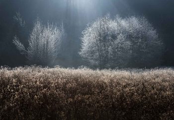 Fotomural  Winter Field