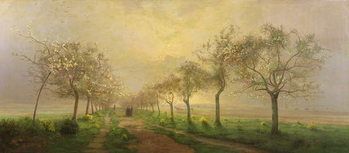 Fototapet Apple Trees and Broom in Flower